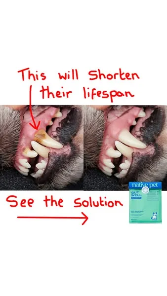 Native Pet before / after ad: This isn’t just another dental chew. It’s a gut-first revolution in dog dental care—cleaning where bad breath begins for fresher kisses you’ll…