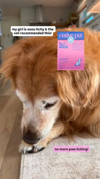 Native Pet static image ad: Support your dog’s skin barrier from the inside out with Itchy Skin. Unlike a topical quick fix, this gut-first formula helps address the source of…